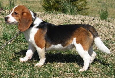 Left Profile - A short-legged tricolor white, black and brown Queen Elizabeth Pocket beagle is standing on a grassy hill and it is looking to the left.
